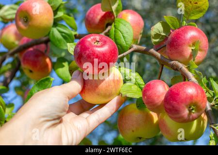 La main d'une femme choisit une pomme rouge mûre d'une branche de pommier. Vitamines utiles, régime aux pommes. Banque D'Images