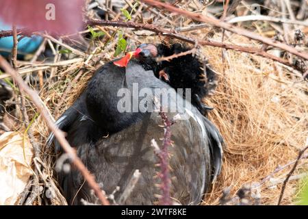 Mère moorhen nourrissant son poussin dans le nid Banque D'Images