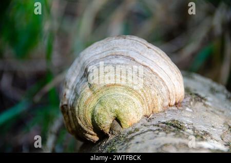 Champignon Tinder, Fomes fomentarius sur un vieux tronc de chêne pondant dans la forêt. Banque D'Images