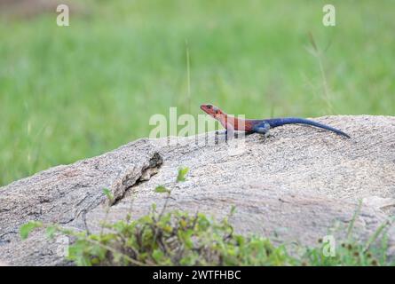 Agama à tête plate de Mwanza (Agama mwanzae), un grand agama rocheux. C'est un mâle de couleurs dominantes ou reproductrices Banque D'Images