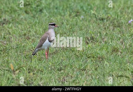 Pluvier couronné (Vanellus coronatus), également connu sous le nom de laponer couronné Banque D'Images