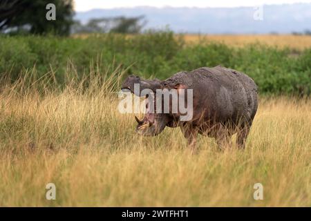 Hippopotame adulte sur la prairie. L'hippopotame bâille sur le sol. Safarin dans le parc national Queen Elizabeth. Animal le plus dangereux en Afrique avec o Banque D'Images