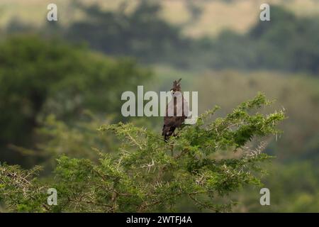 L'aigle à crête longue est assis sur l'akacie. Eagle patrouille dans le parc national Queen Elizabeth. Safari en Ouganda. Banque D'Images