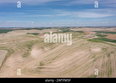 Vue aérienne de la célèbre Washington Palouse avec des champs secs et verdoyants et des collines ondulantes. Banque D'Images