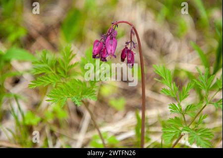 Pacific Bleeding Heart alias Western Bleeding Heart (Dicentra formosa) au sommet des cascades de l'Oregon Banque D'Images