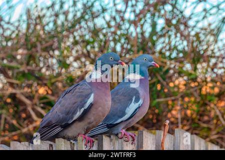 Deux pigeons de bois (columba palumbus) alignés sur la clôture du jardin Banque D'Images