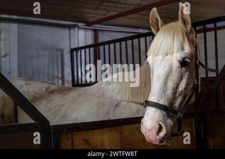 portrait de cheval, tir de tête, dans l'écurie, diverses poses Banque D'Images