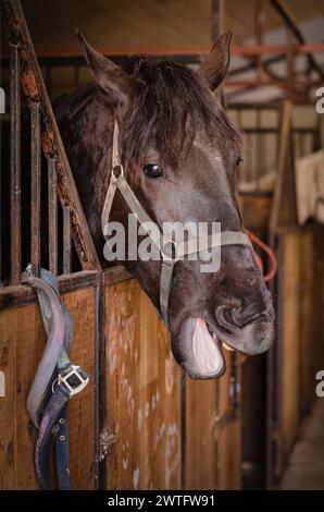 portrait de cheval, tir de tête, en écurie, cheval riant dans l'écurie Banque D'Images