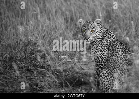 Un léopard solitaire regarde au loin avec un regard calme mais puissant dans le parc national du Serengeti en noir et blanc. Banque D'Images