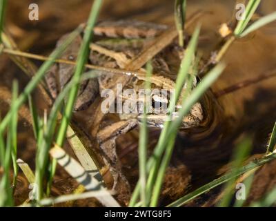 Grenouille à mascarène, Ptychadena mascareniensis, Parc National d'Isalo, Madagascar Banque D'Images