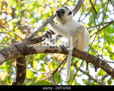 Sifaka de Verreaux, Propithecus verreauxi, Parc National d'Isalo, Madagascar Banque D'Images