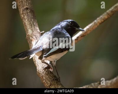 Madagascar Magpie-robin, Copsychus albospecularis, Parc National d'Isalo, Madagascar Banque D'Images