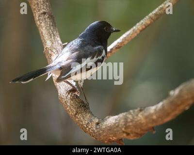 Madagascar Magpie-robin, Copsychus albospecularis, Parc National d'Isalo, Madagascar Banque D'Images