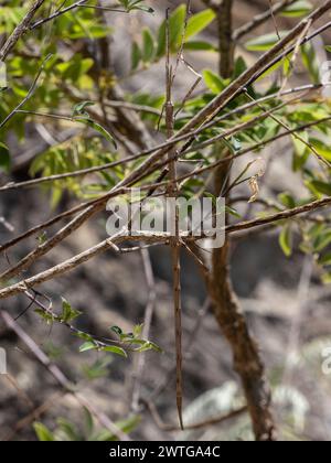 Insecte bâton de marche, Achrioptera impennis, Parc National d'Isalo, Madagascar Banque D'Images