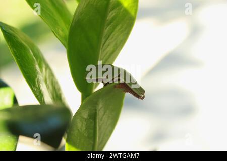 Grenouille d'arbre Phyllomedusa Distincta, connue sous le nom de grenouille d'arbre à feuilles, grenouille à feuilles ou grenouille de singe. Espèce d'amphibien, de la famille des Hylidae. Sur une feuille de plante. Banque D'Images