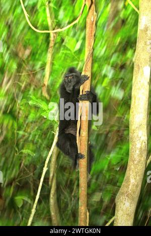 Un macaque à crête (Macaca nigra) grimpe sur une liane dans la forêt de Tangkoko, Sulawesi du Nord, Indonésie. Un rapport d'une équipe de scientifiques dirigée par Marine Joly, basé sur des recherches menées de 2012 à 2020, a révélé que la température augmente jusqu'à 0,2 degrés Celsius par an dans la forêt de Tangkoko, et que l'abondance globale des fruits diminue également. « Une grande partie de la perception publique des effets de la crise climatique est liée aux scénarios calculés pour 2050 et au-delà. Pourtant, les effets de la crise climatique sont actuels et peuvent se manifester non seulement au cours de notre vie, mais même plus... Banque D'Images