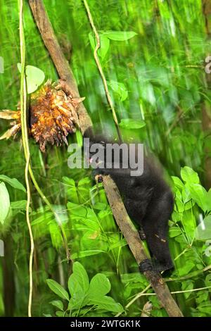 Un macaque à crête (Macaca nigra) descend une liane fruitée dans la forêt de Tangkoko, Sulawesi du Nord, Indonésie. Un rapport d'une équipe de scientifiques dirigée par Marine Joly, basé sur des recherches menées de 2012 à 2020, a révélé que la température augmente jusqu'à 0,2 degrés Celsius par an dans la forêt de Tangkoko, et que l'abondance globale des fruits diminue également. « Une grande partie de la perception publique des effets de la crise climatique est liée aux scénarios calculés pour 2050 et au-delà. Pourtant, les effets de la crise climatique sont actuels et peuvent se manifester non seulement au cours de notre vie,... Banque D'Images