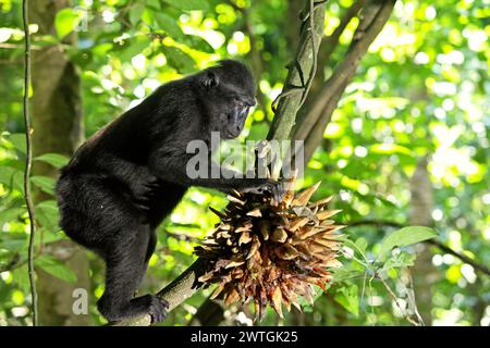 Un macaque à crête (Macaca nigra) cueille des fruits comme il se trouve sur une liane dans la forêt de Tangkoko, Sulawesi du Nord, Indonésie. Un rapport d'une équipe de scientifiques dirigée par Marine Joly, basé sur des recherches menées de 2012 à 2020, a révélé que la température augmente jusqu'à 0,2 degrés Celsius par an dans la forêt de Tangkoko, et que l'abondance globale des fruits diminue également. « Une grande partie de la perception publique des effets de la crise climatique est liée aux scénarios calculés pour 2050 et au-delà. Pourtant, les effets de la crise climatique sont actuels et peuvent se manifester... Banque D'Images