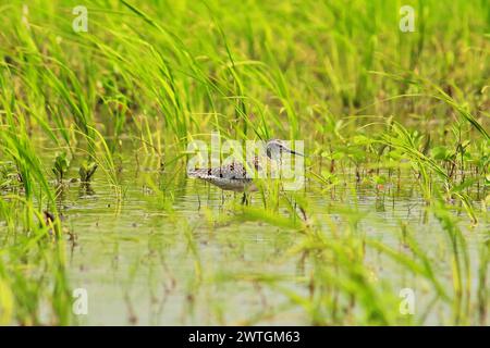 un sablier en bois (tringa glareola) dans une zone marécageuse, région du delta du sundarbans dans l'ouest du bengale, en inde Banque D'Images