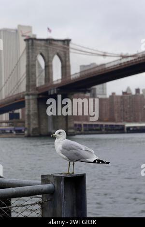 Mouette assise sur le rivage avec le pont de Brooklyn et l'horizon de New York en arrière-plan, Manhattan, New York City, New York, États-Unis, Nord Banque D'Images