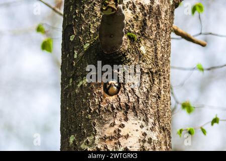 Pic-bois dans un trou de nidification dans le tronc d'arbre Banque D'Images