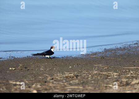 L'hirundo smithii (Hirundo smithii) est un petit passereau de la famille des hirondelles. Cette photo a été prise dans le parc national Kruger, en Afrique du Sud. Banque D'Images