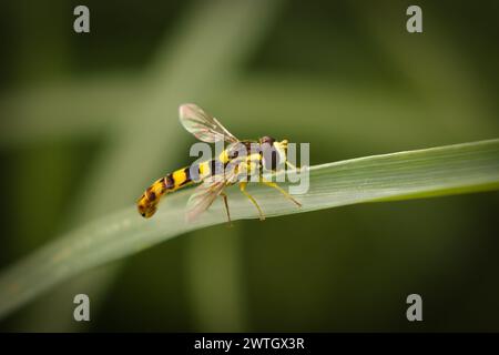 Une guêpe perchée sur un seul brin d'herbe sur un fond d'herbe verte luxuriante. Banque D'Images