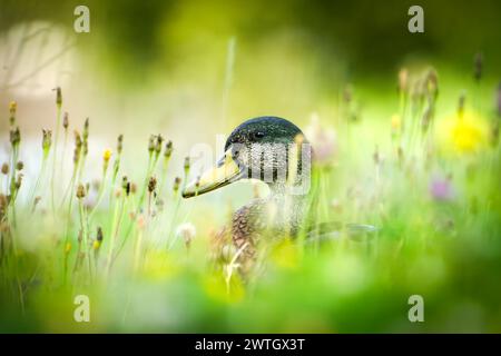 Un canard avec dans un champ avec de hautes herbes et des fleurs. Banque D'Images