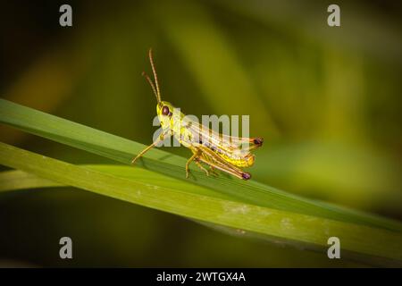 Une grande sauterelle perchée sur une feuille dans la nature sauvage. Banque D'Images