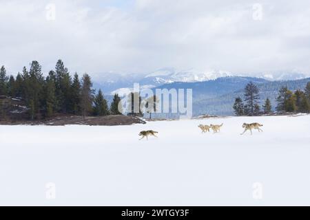 Loup gris Canis lupus, 4 adultes courant à travers un paysage enneigé, Montana, USA, mars, image composite Banque D'Images