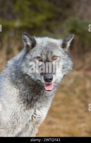 Loup gris Canis lupus, portrait adulte, Montana, USA, mars Banque D'Images