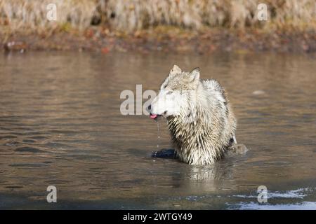 Loup gris Canis lupus, adulte debout dans la rivière, Montana, USA, mars Banque D'Images