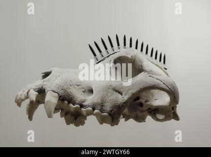 Vue de dessous avant de Floating in Air Wolf Skull avec des épices à vis en métal noir dans Une rangée sur elle Banque D'Images