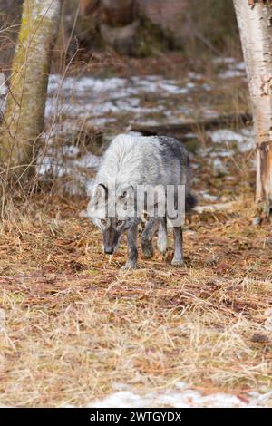 Loup gris Canis lupus, adulte marchant à la lisière de la forêt, Montana, USA, mars Banque D'Images