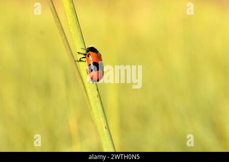 Insecte Clytra laeviuscula est assis sur l'herbe, vue de côté. Banque D'Images