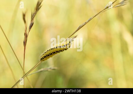 Une chenille jaune avec des rayures noires sur son dos, c'est la chenille du papillon de nuit. Banque D'Images