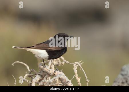 Sacs emballés, car arrivant dans une heure, mon dernier rapide voyage à la plage. Bingo, un wheatear que je ne reconnais pas. 1er pour Lanzarote, 2e pour l'Espagne. Banque D'Images