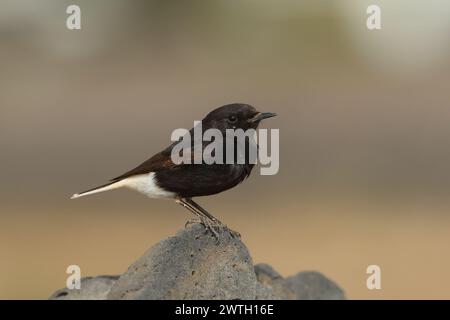 Sacs emballés, car arrivant dans une heure, mon dernier rapide voyage à la plage. Bingo, un wheatear que je ne reconnais pas. 1er pour Lanzarote, 2e pour l'Espagne. Banque D'Images