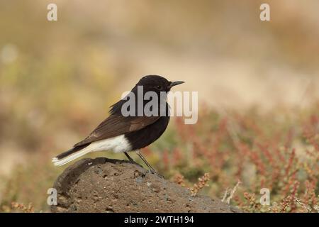 Sacs emballés, car arrivant dans une heure, mon dernier rapide voyage à la plage. Bingo, un wheatear que je ne reconnais pas. 1er pour Lanzarote, 2e pour l'Espagne. Banque D'Images