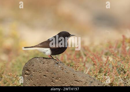 Sacs emballés, car arrivant dans une heure, mon dernier rapide voyage à la plage. Bingo, un wheatear que je ne reconnais pas. 1er pour Lanzarote, 2e pour l'Espagne. Banque D'Images