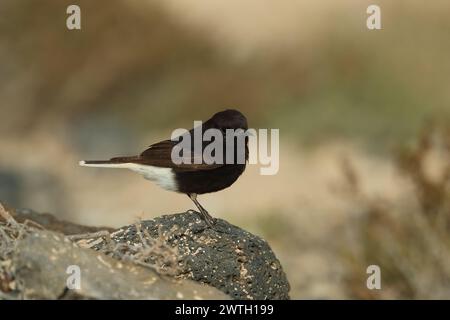 Sacs emballés, car arrivant dans une heure, mon dernier rapide voyage à la plage. Bingo, un wheatear que je ne reconnais pas. 1er pour Lanzarote, 2e pour l'Espagne. Banque D'Images