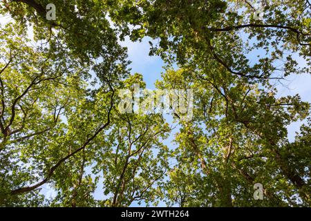 Arbres verts d'en bas et ciel clair sur le fond. Photo de concept de neutralité carbone. Banque D'Images