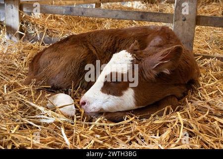 Jeune charmant veau de bétail d'une semaine couché dans la paille Banque D'Images