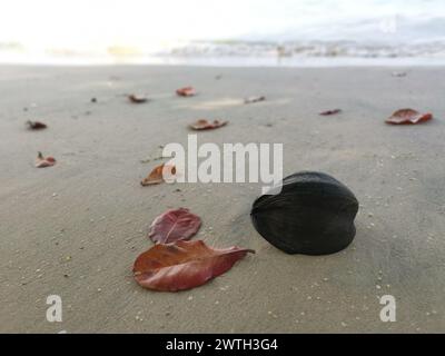 noix de coco séchée échouée avec des feuilles de catappa de terminalia sur la plage. Banque D'Images