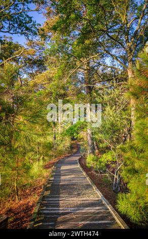 Sentier de promenade à travers les bois au refuge national de faune de Chincoteague en Virginie, États-Unis Banque D'Images