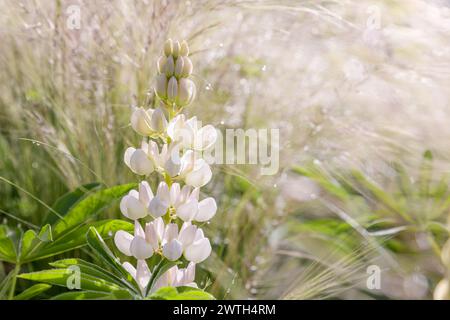 Une fleur de lupin blanc rétro-éclairée par le soleil tôt le matin et avec de la rosée sur les herbes en arrière-plan. Banque D'Images