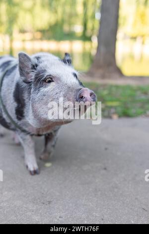 Cochon rayé sur un chemin de parc, regardant curieusement Banque D'Images