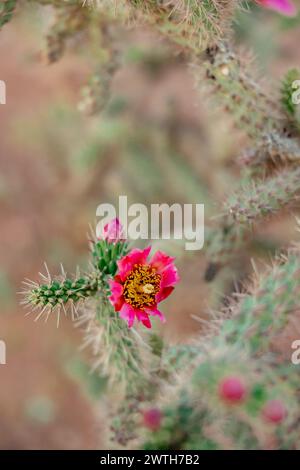de près cactus en forme de coeur cactus soleil lumière vive Banque D'Images