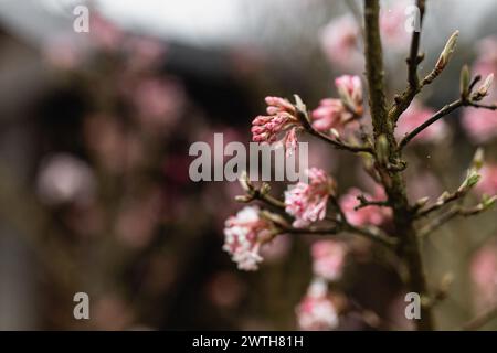 Viburnum farreri fleurit au printemps Banque D'Images