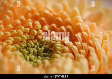 Gerbera orange luxuriant avec détails complexes de pétales en macro Banque D'Images